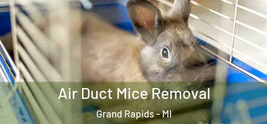 Air Duct Mice Removal Grand Rapids - MI